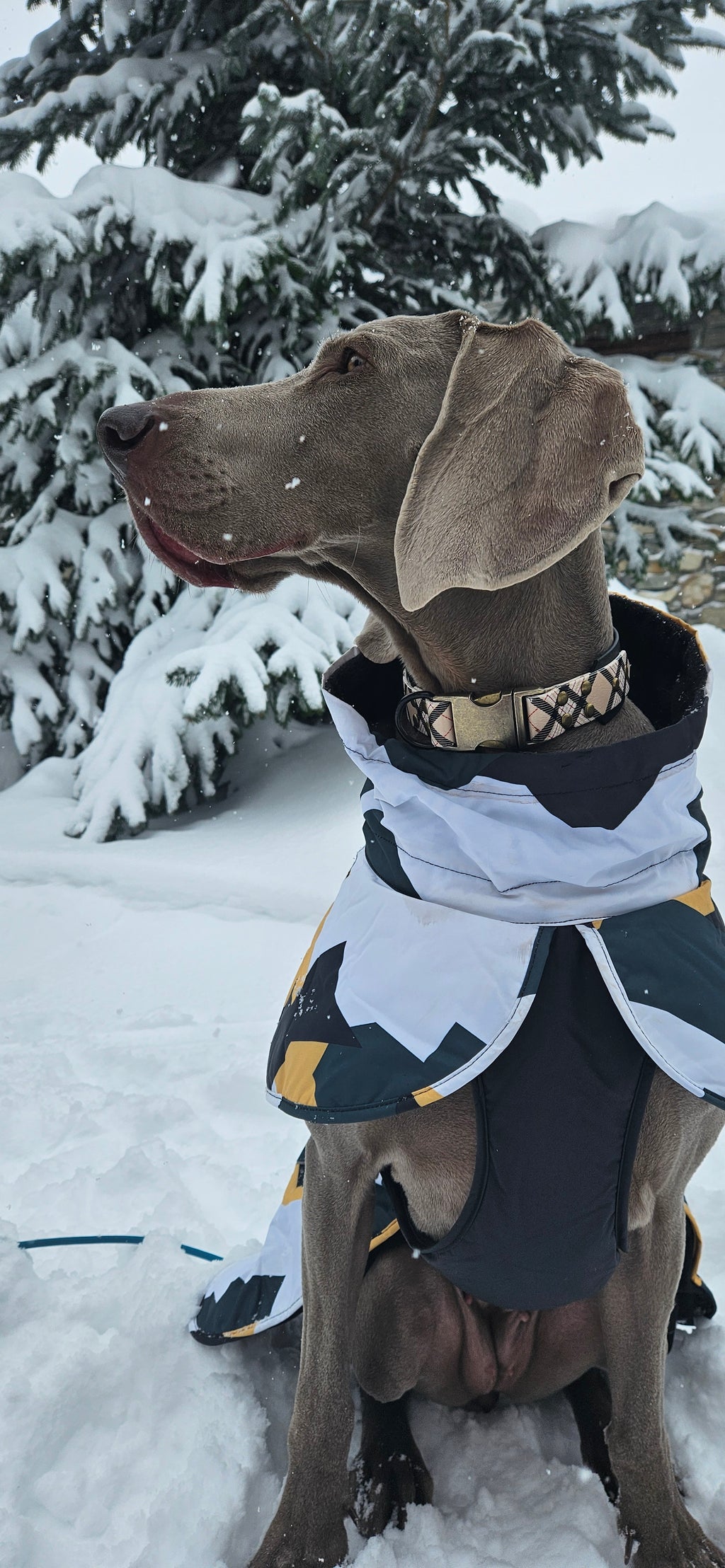 LA FAMILLE🤩🫶💞