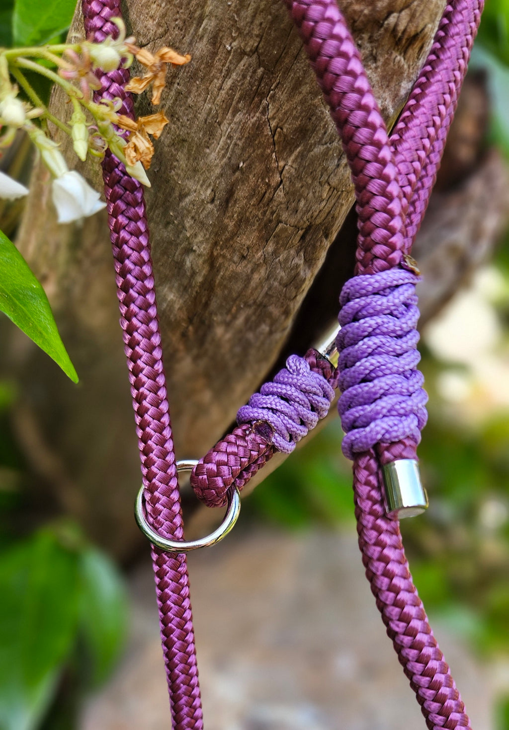 LES LAISSES D'EXPOSITION