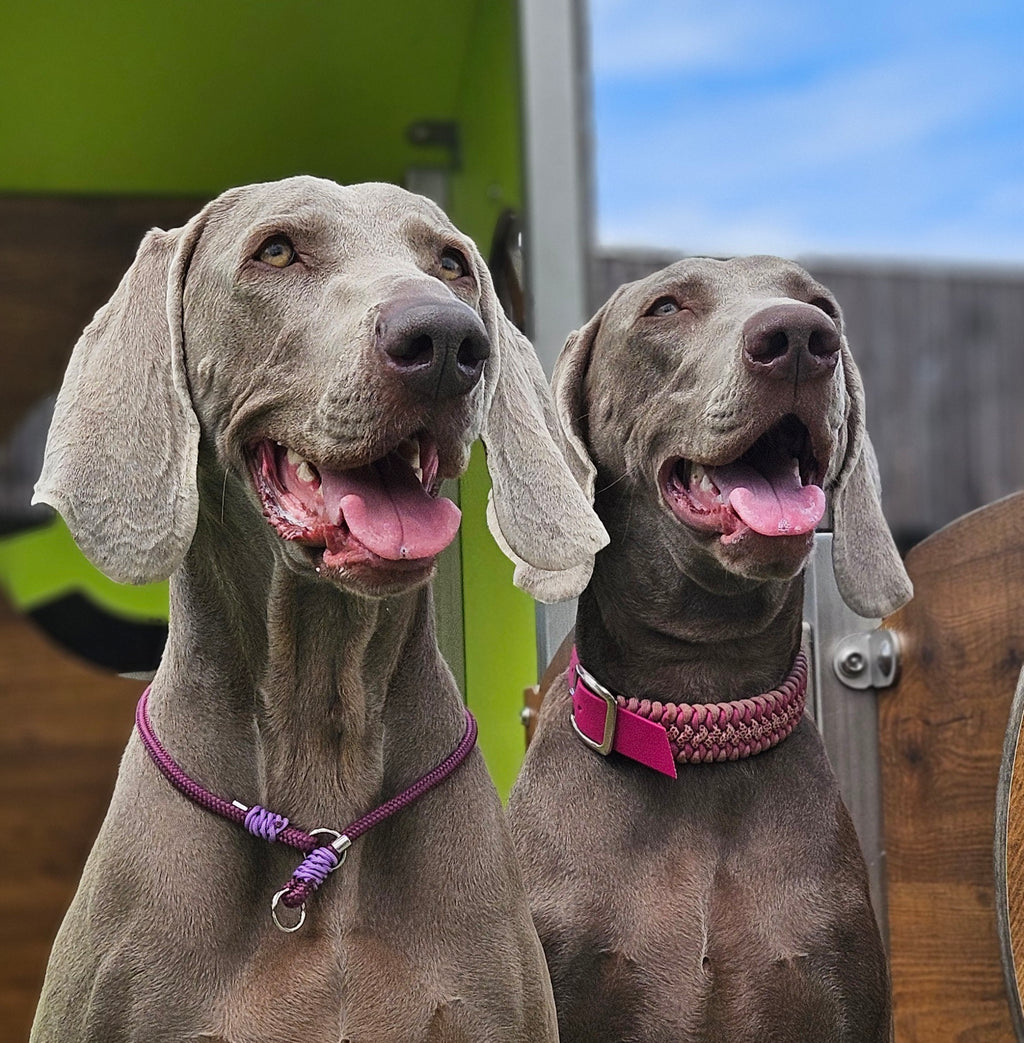 LA FAMILLE🤩🫶💞