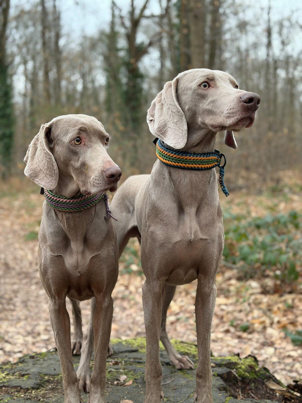 MES AMBASSADEURS🤍💖🩵