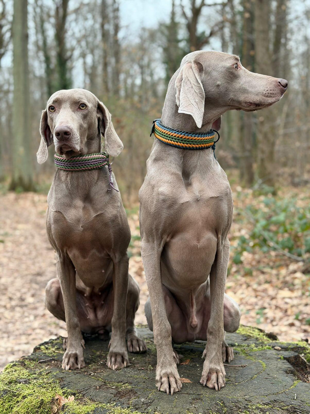 MES AMBASSADEURS🤍💖🩵