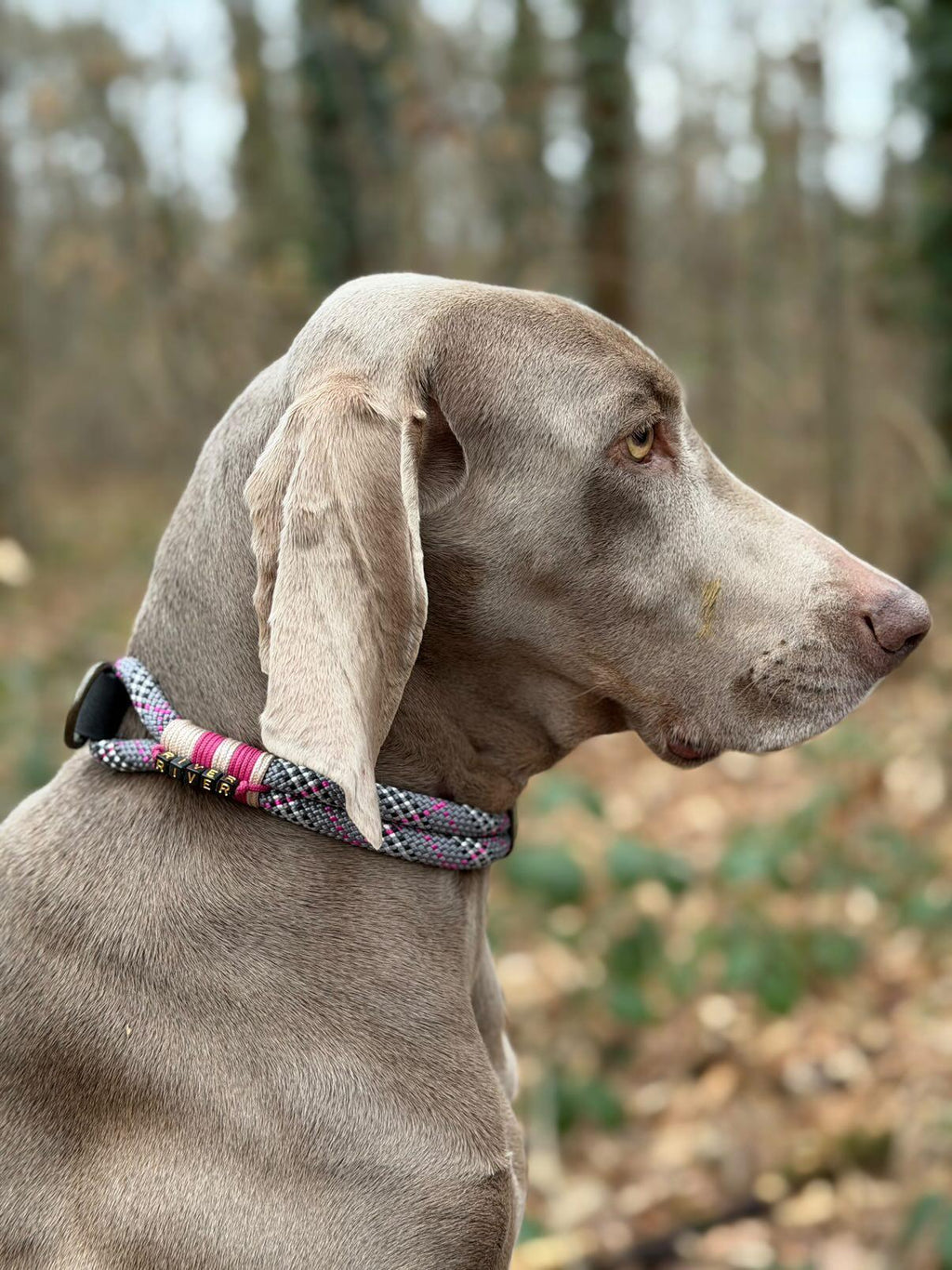 MES AMBASSADEURS🤍💖🩵