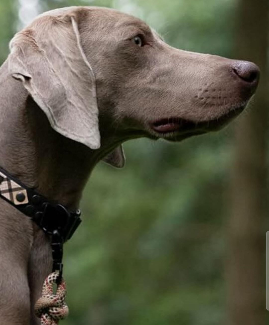 MES AMBASSADEURS🤍💖🩵