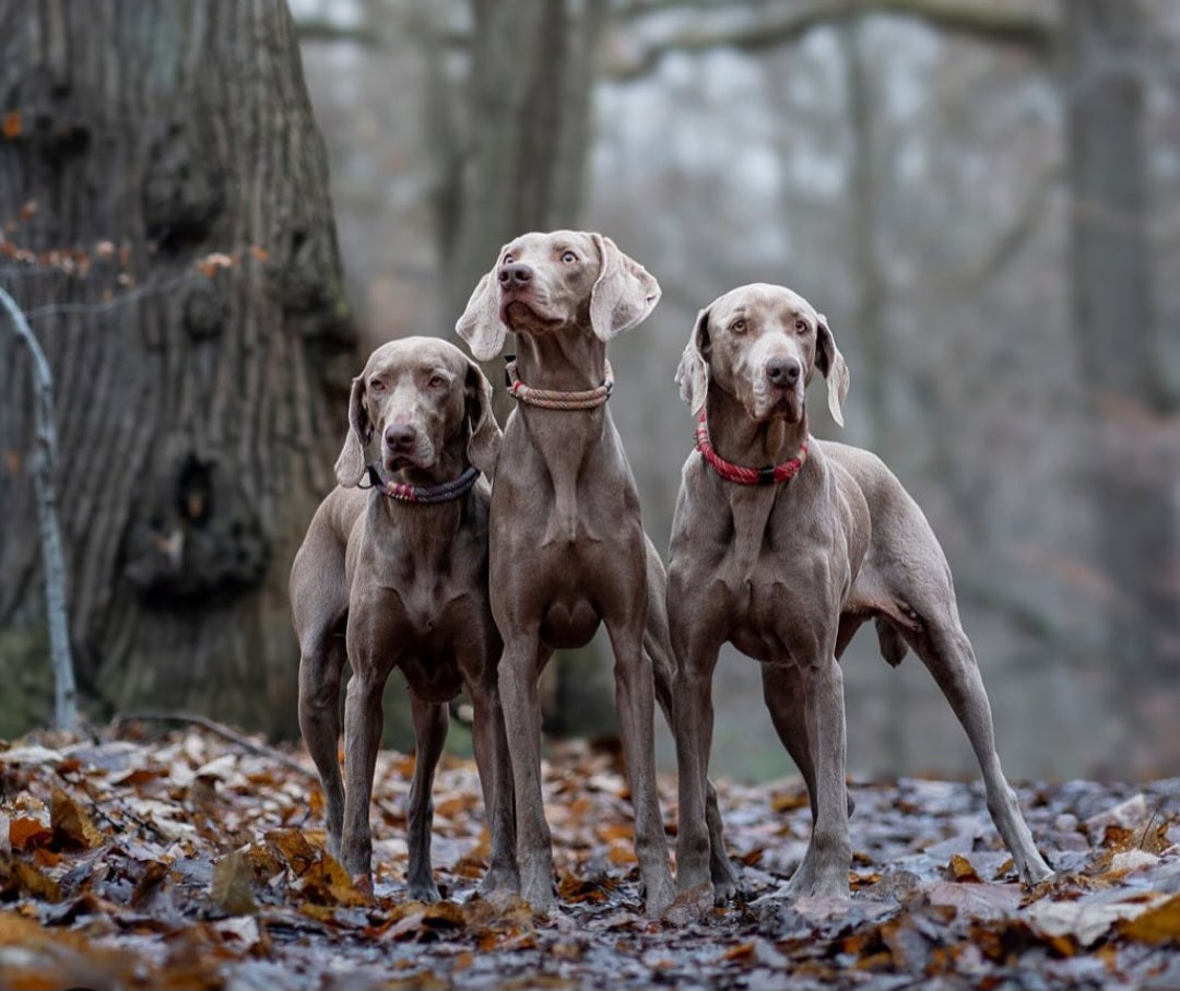 MES AMBASSADEURS🤍💖🩵