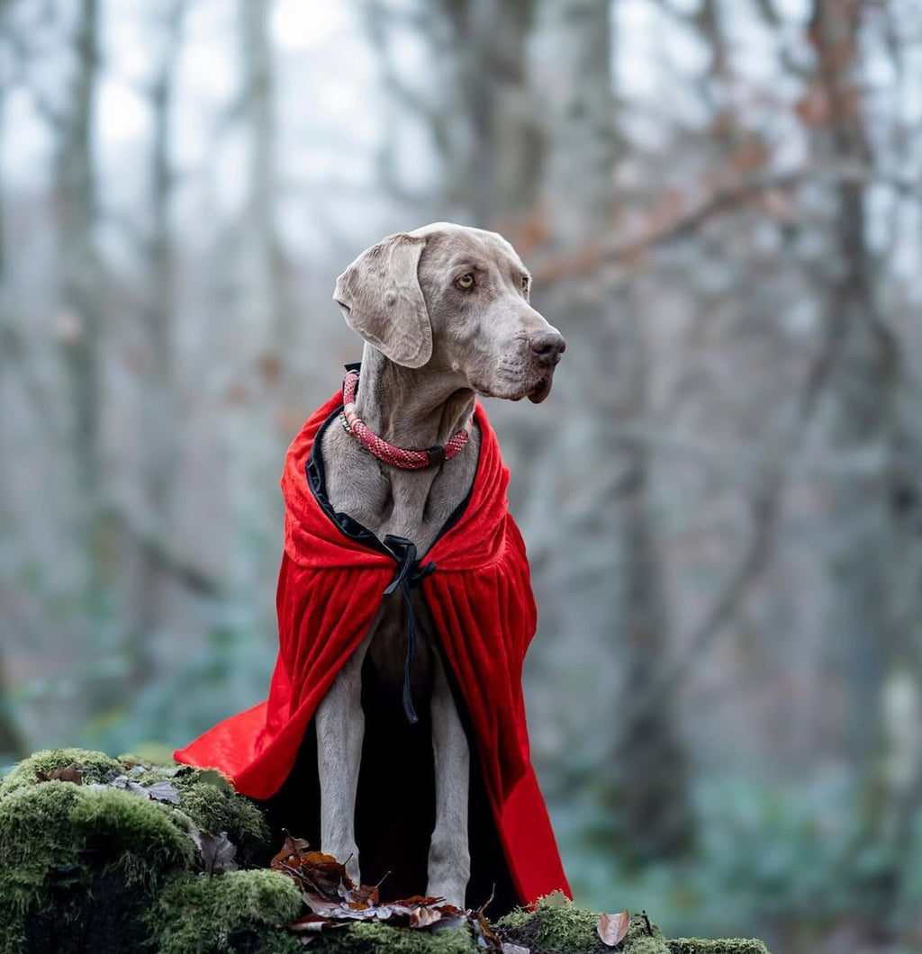 MES AMBASSADEURS🤍💖🩵