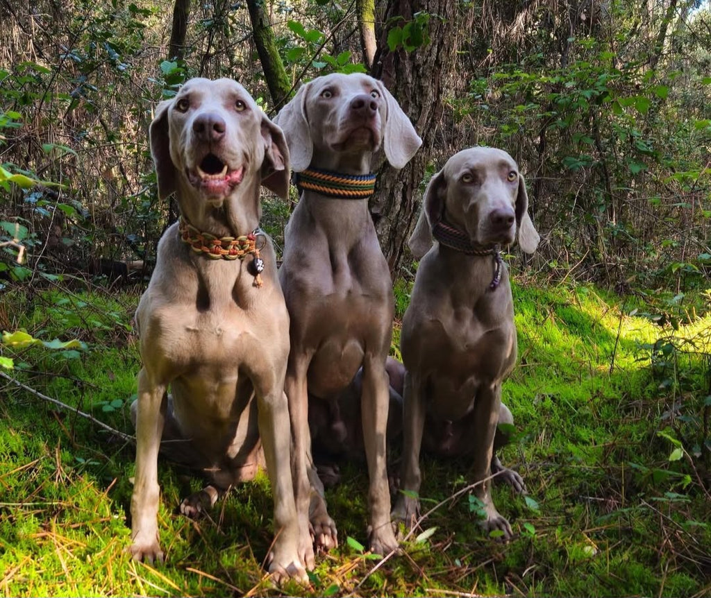 MES AMBASSADEURS🤍💖🩵