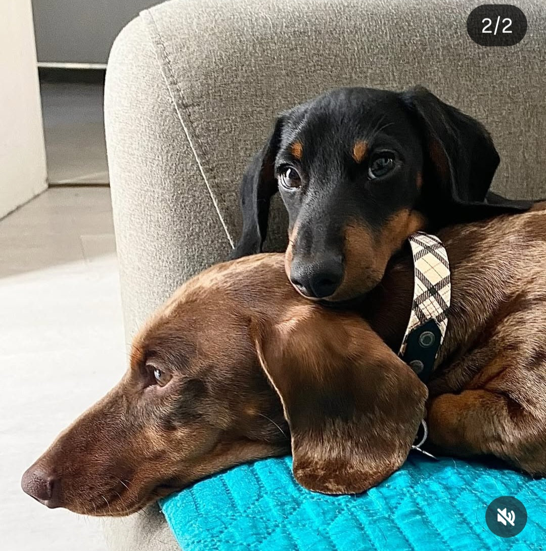 MES AMBASSADEURS 🩷🩵🩵