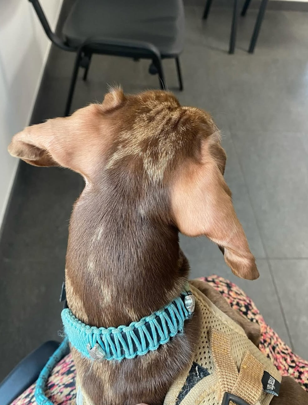 MES AMBASSADEURS 🩷🩵🩵