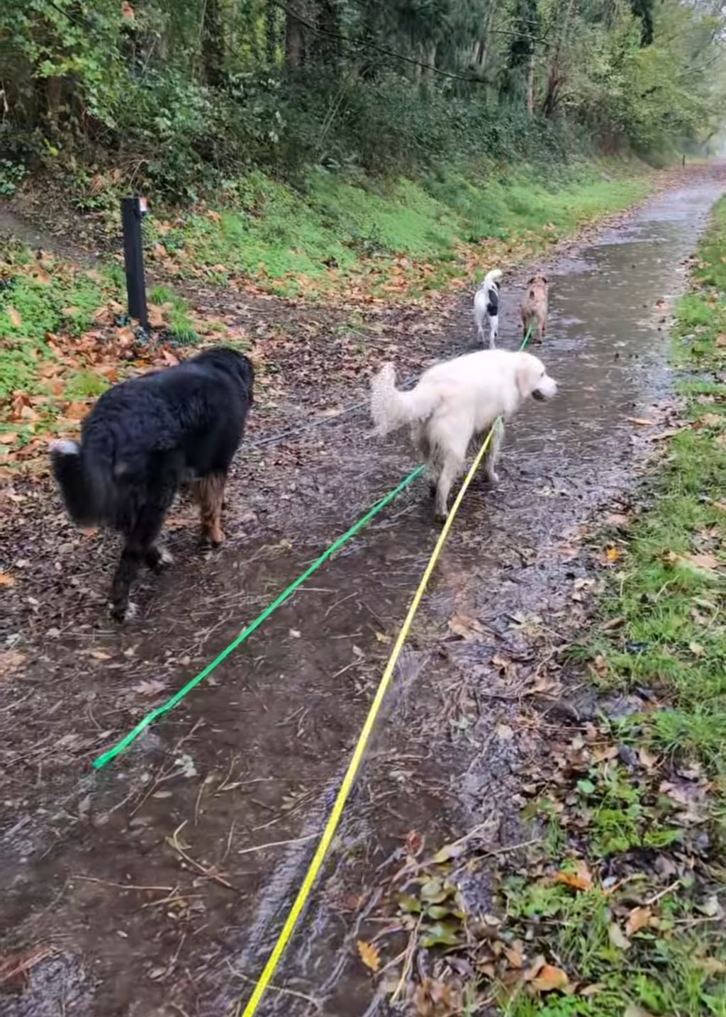 MES AMBASSADEURS 🐕‍🦺🐕‍🦺