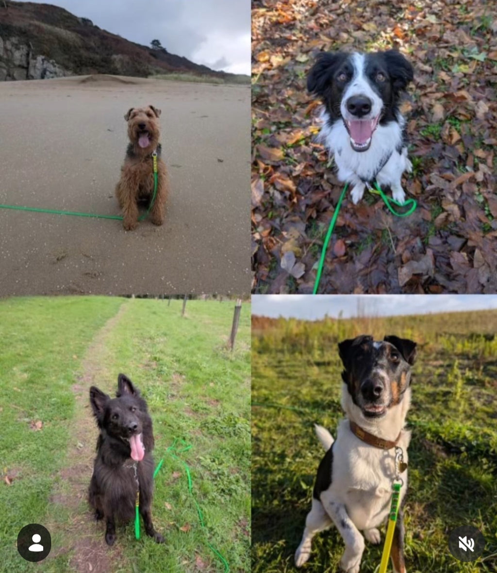 MES AMBASSADEURS 🐕‍🦺🐕‍🦺