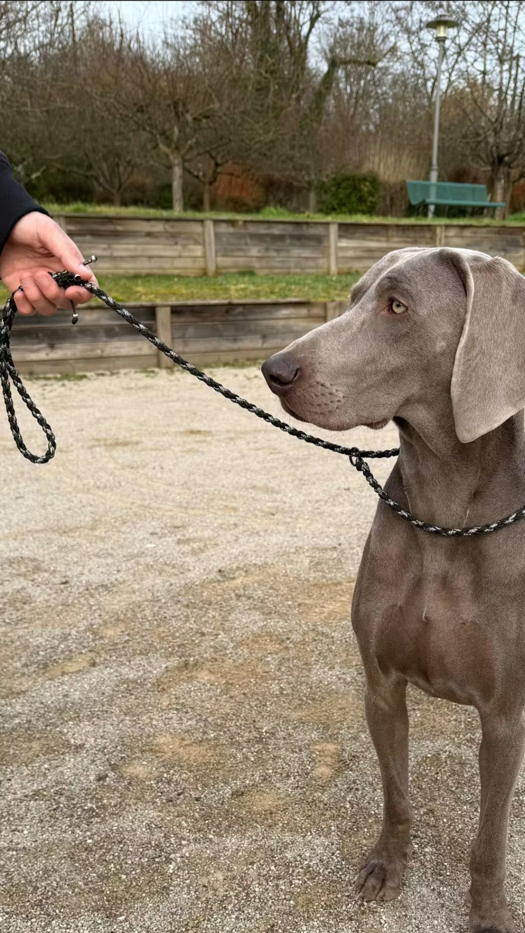 LES LAISSES D'EXPOSITION